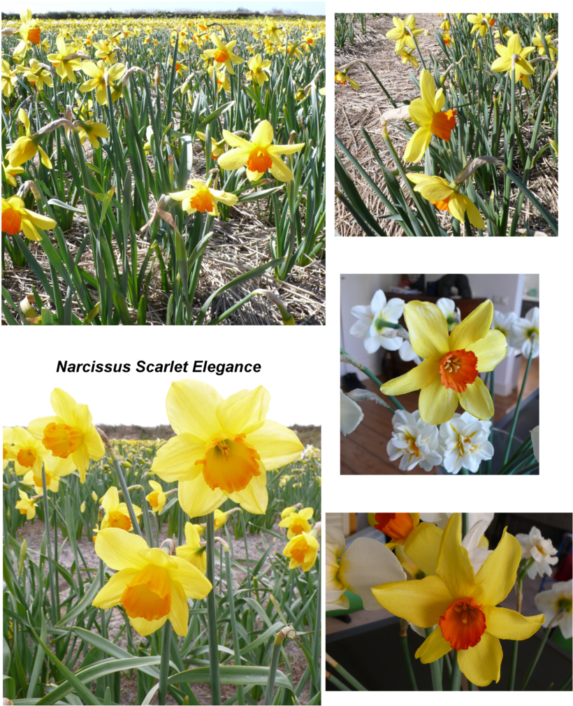 Narcissus "scarlet Elegance" - Narcissus (835x1080), Png Download