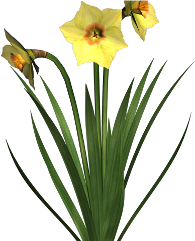 Daffodil Clipart Frame - Flowering Plant Transparent Background (640x480), Png Download
