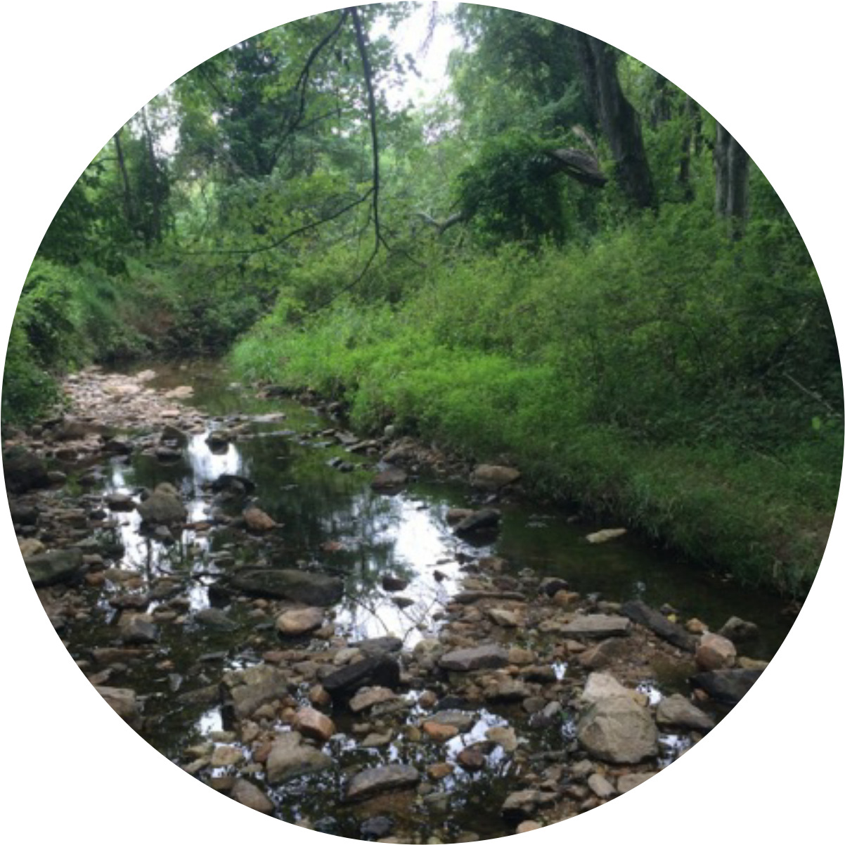 Out Of Local Streams - Tributary (1800x1762), Png Download