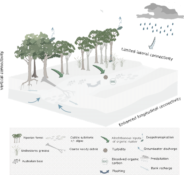 Figure 35 Conceptual Model Of Streams During Periods - Palm Tree (641x612), Png Download