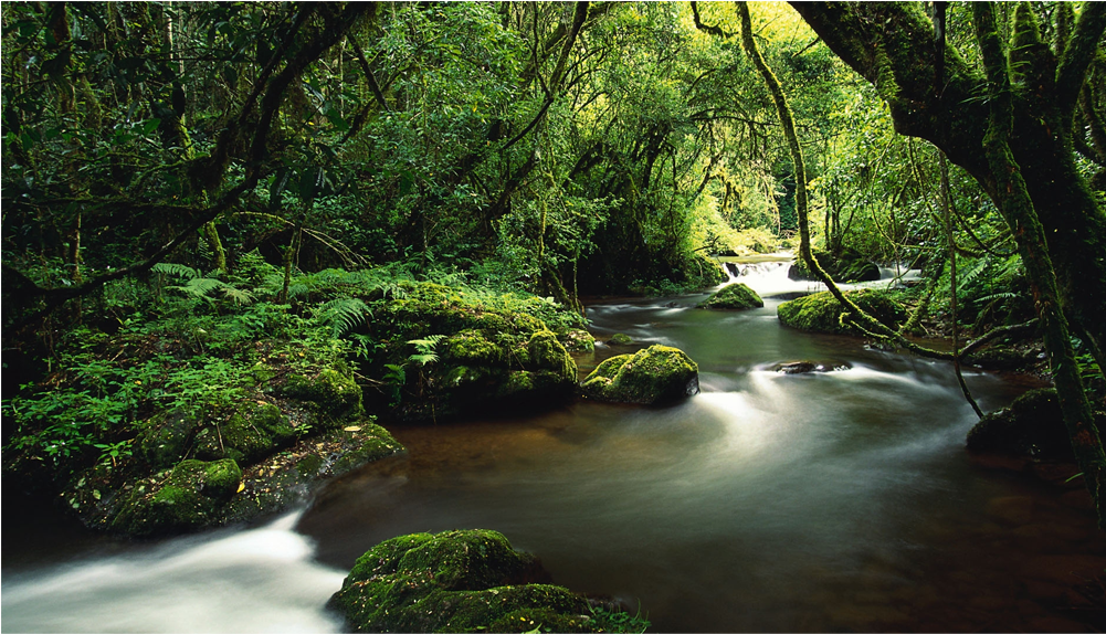 Score 50% - Jungle Costa Rica Hd (1000x1000), Png Download