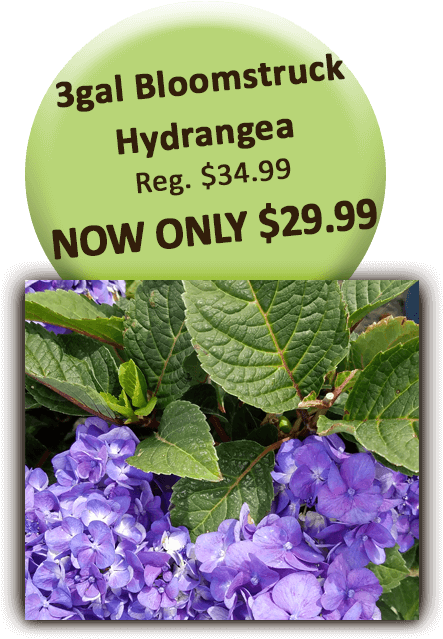 3gal Bloomstruck Hydrangea - Balloon Flower (504x720), Png Download