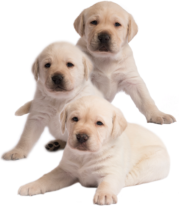 Chase, Marshall And Everest - Labrador Retriever (600x700), Png Download