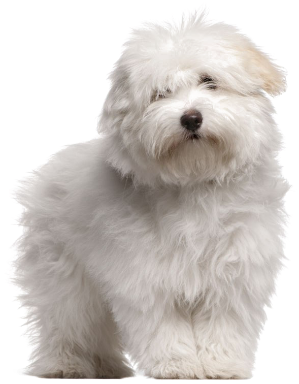White Puppies Png High-quality Image - Coton De Tulear Dog Breeds (640x800), Png Download