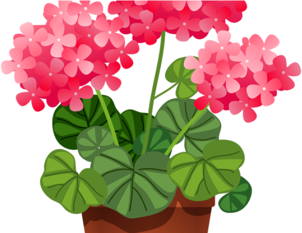 Hydrangea Clipart Plant Png - Clip Art (640x480), Png Download