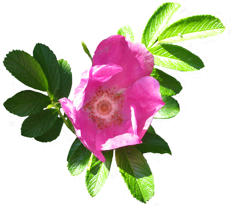 Blooming Dog Rose Image - Flower Clip Art (819x768), Png Download