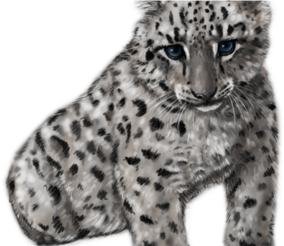 Drawn Snow Leopard Gif Transparent - Baby Leopard Transparent (640x480), Png Download