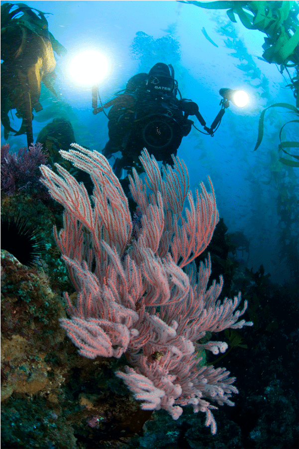 The Camera Coach® Your Guide To Underwater Videocamera - Underwater (900x900), Png Download