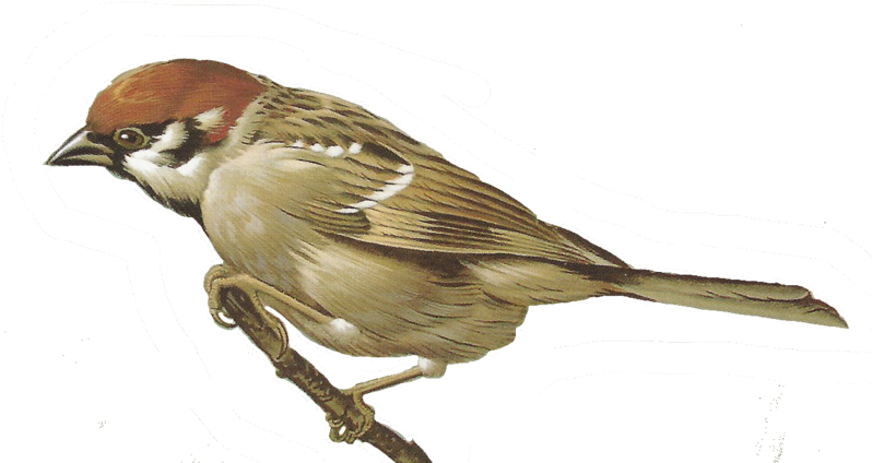 Sparrow Png, Download Png Image With Transparent Background, - Clipart Sparrow Png (800x505), Png Download