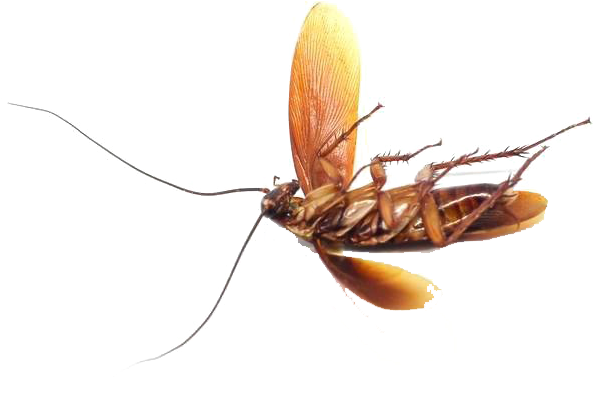 Bed Bug Png Photo - Mosquito (1000x667), Png Download