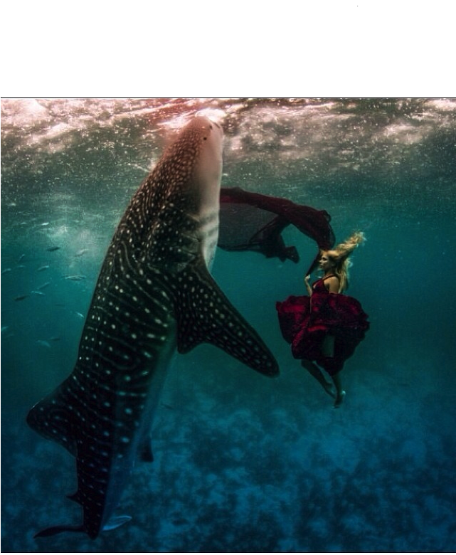 Img 1253 - Kristian Schmidt Whale Shark (640x960), Png Download