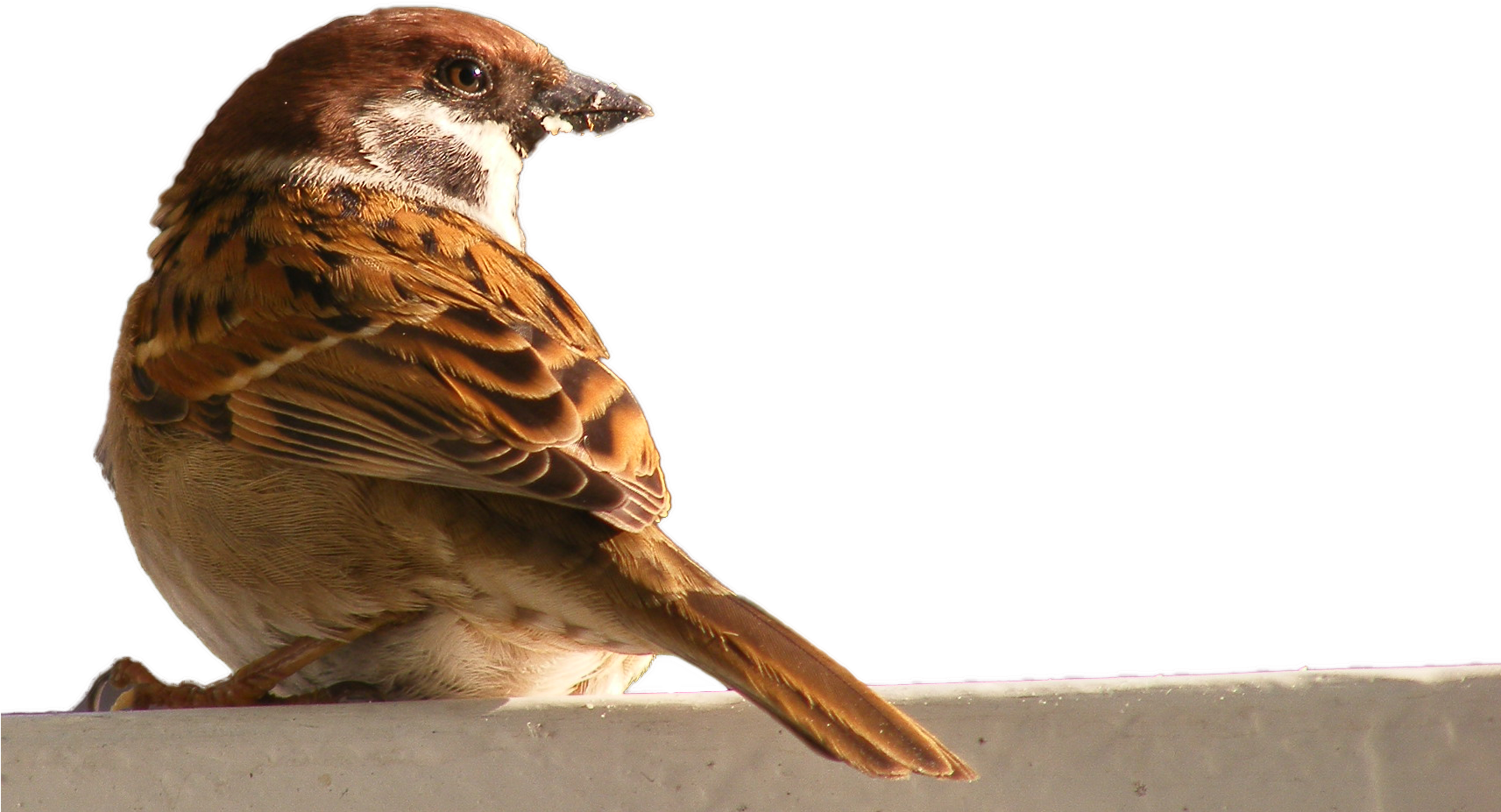 Bird House Hd Transprent Png Free Wildlife - House Sparrow (1712x1223), Png Download