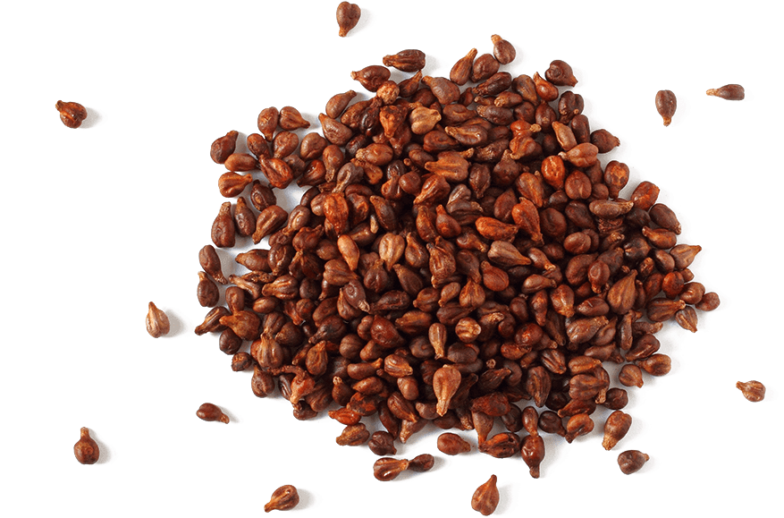 Grapeseed Phytosome - Grape Seed Png (1000x1000), Png Download