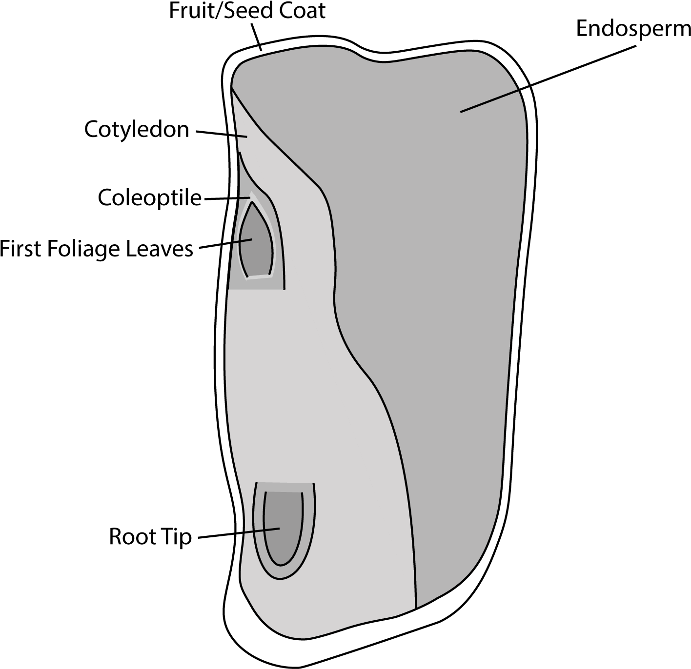Labelled Corn Seed Illustration - Diagram (1423x1377), Png Download