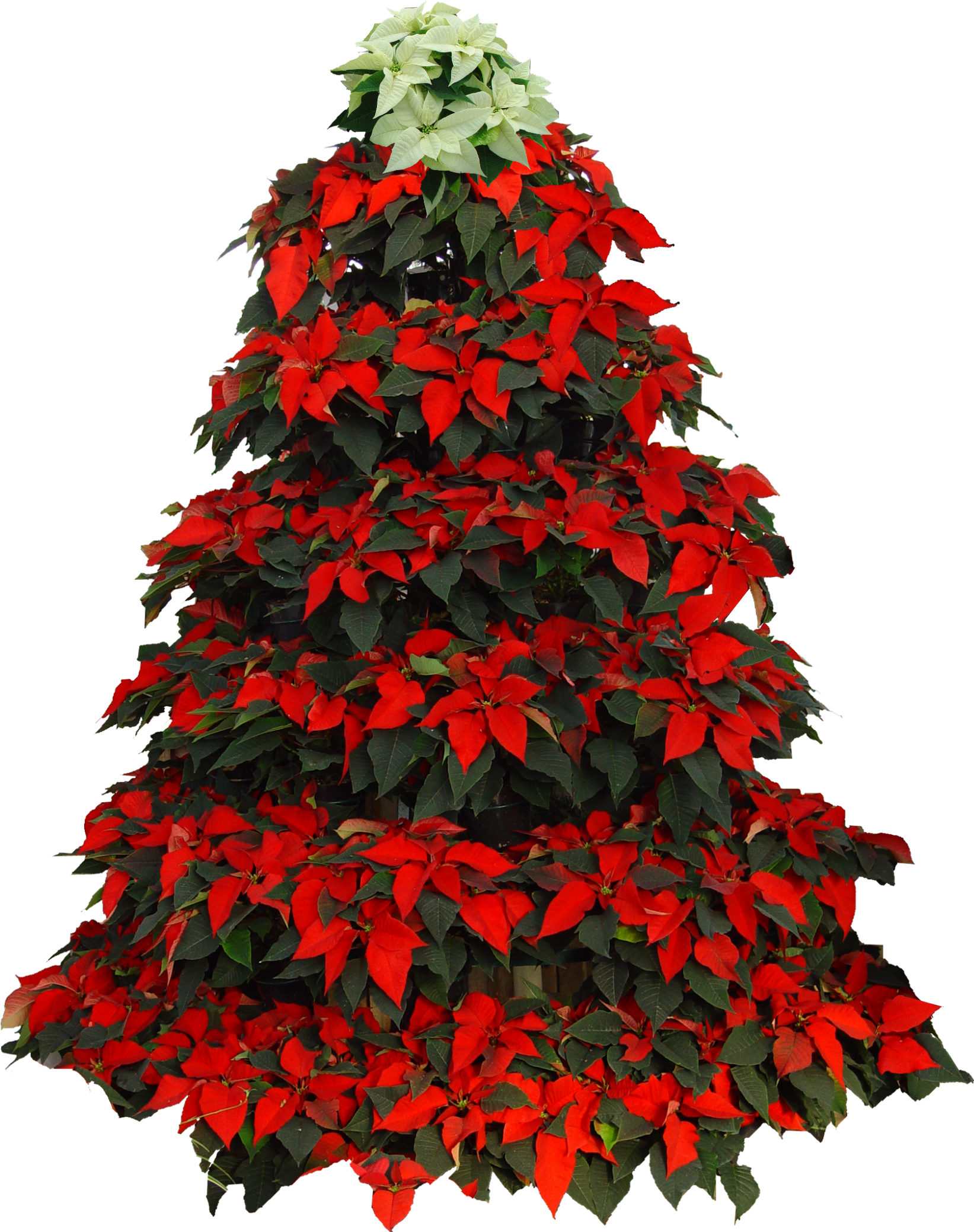 1965 X 2394 0 - Christmas Tree Png In Red (1965x2394), Png Download