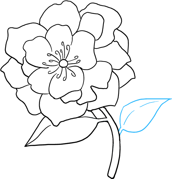 How To Draw Peony - Drawings Of A Peony Flower (680x678), Png Download