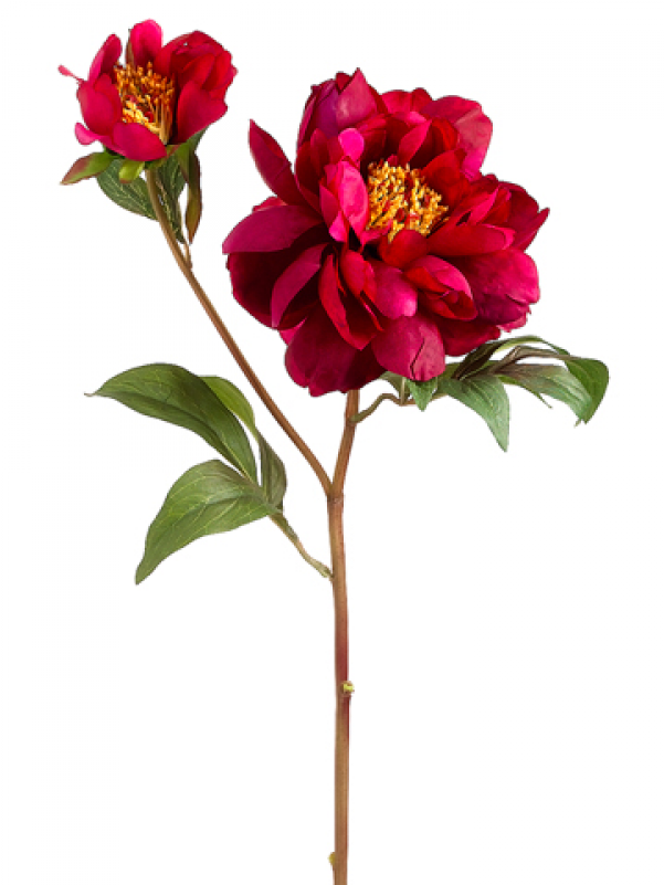 5" Vintage Peony Spray Beauty - Wild Peony (800x800), Png Download