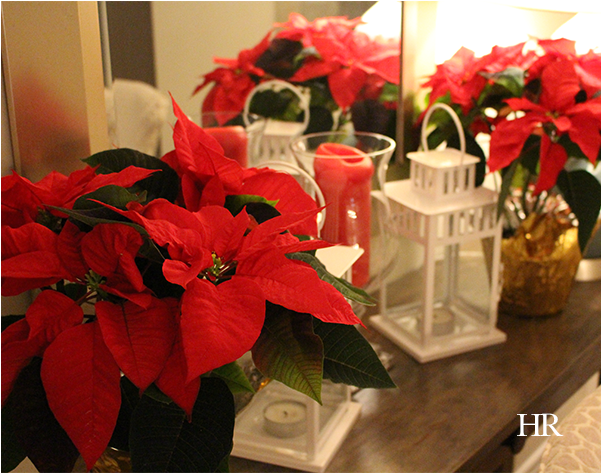 Did You Know That December 12th Is National Poinsettia - Poinsettia (600x600), Png Download