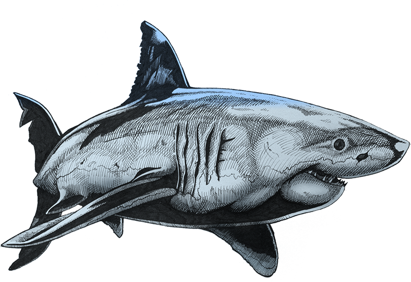Base Colour - Shark (800x548), Png Download