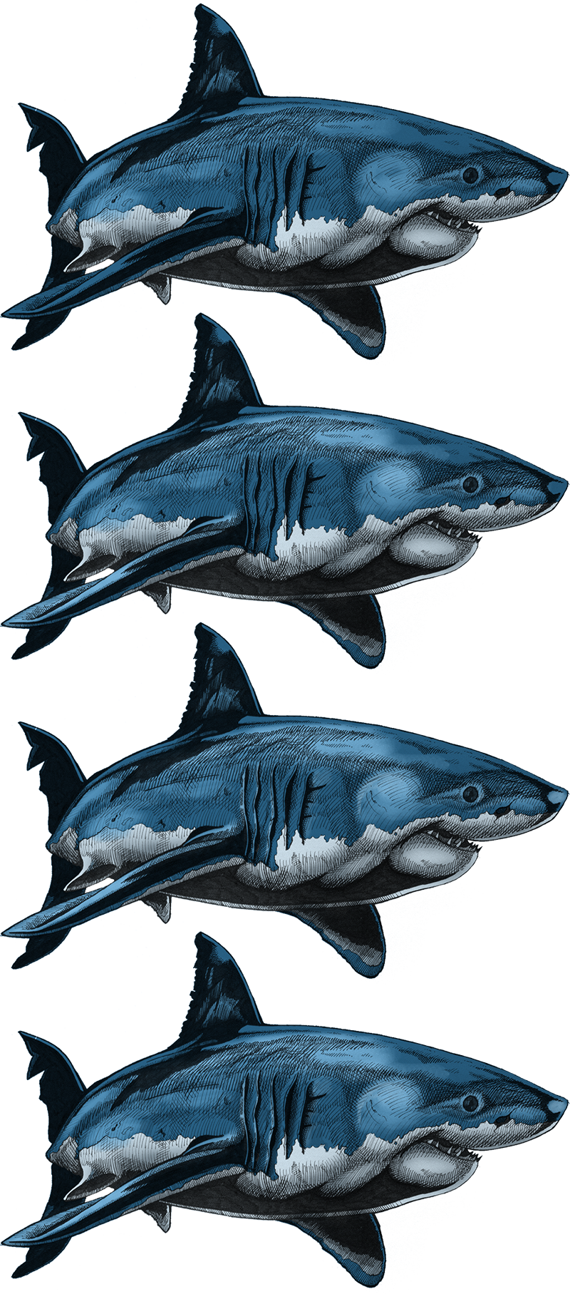 Colouring Samples - Atlantic Blue Marlin (800x1815), Png Download