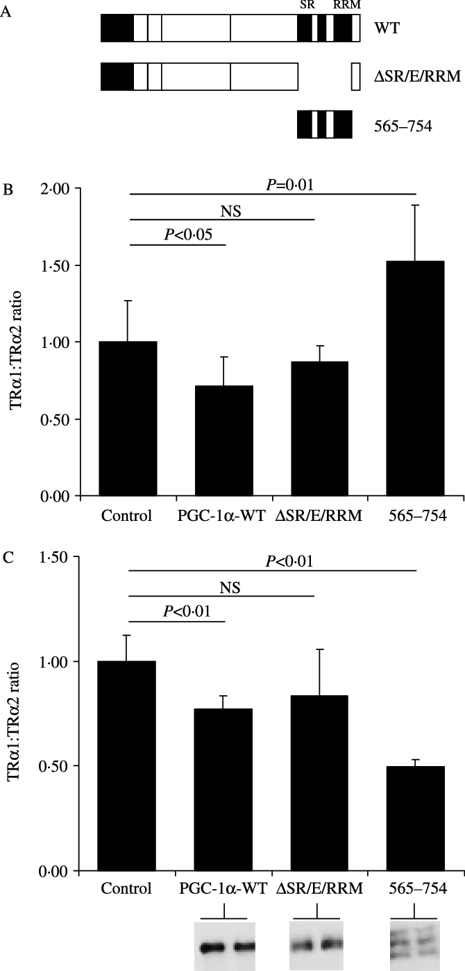 Pgc 1a Dsr/e/rrm Lacks The Putative Rna Processing - Diagram (670x1398), Png Download