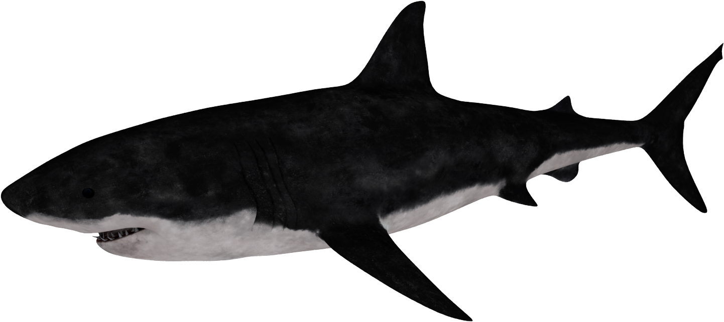 Great White Shark - Requiem Shark (1480x800), Png Download