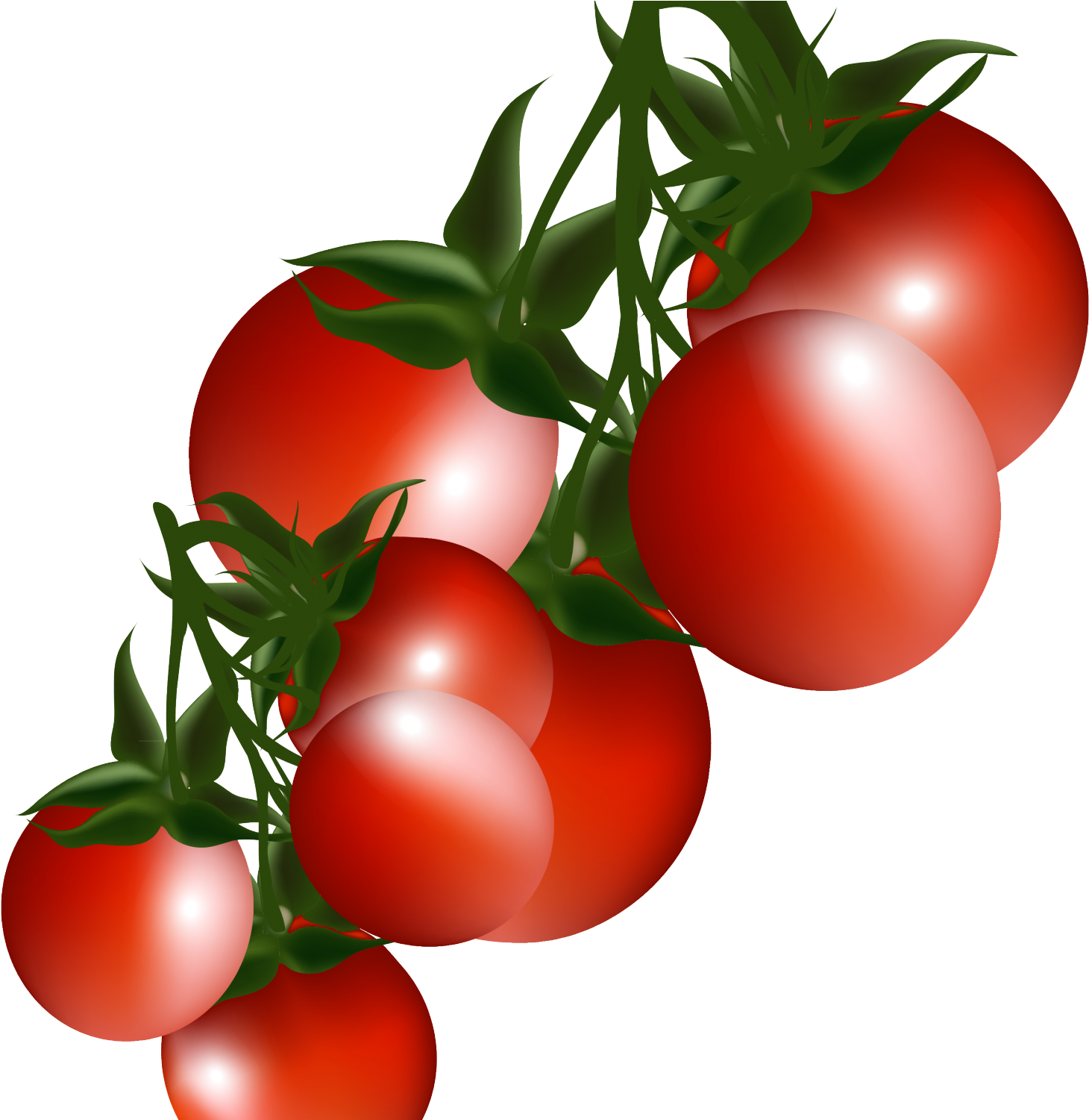 Tomato Plant Clip Art - Tomatoes Clipart (1500x1500), Png Download