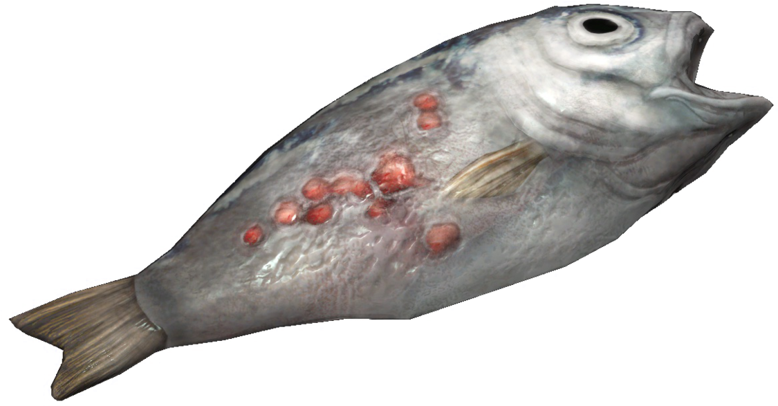 Fish - Marine Biology (1200x904), Png Download