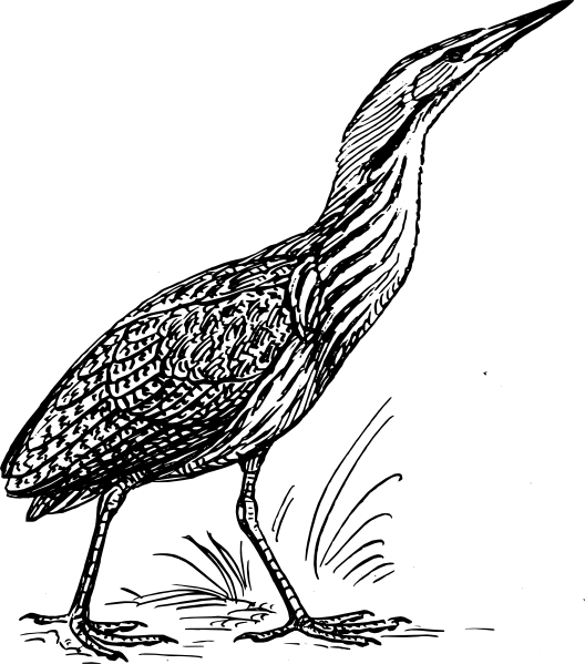 Stanley Cup Clip Art - Bittern Bird Cartoon (528x599), Png Download