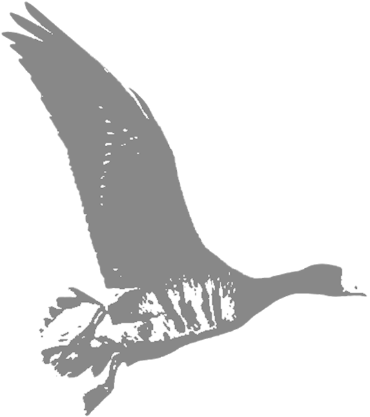Spec - Seabird (1000x1000), Png Download