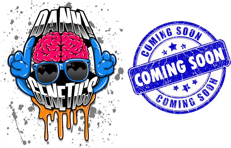 Elf Coming Soon (800x513), Png Download