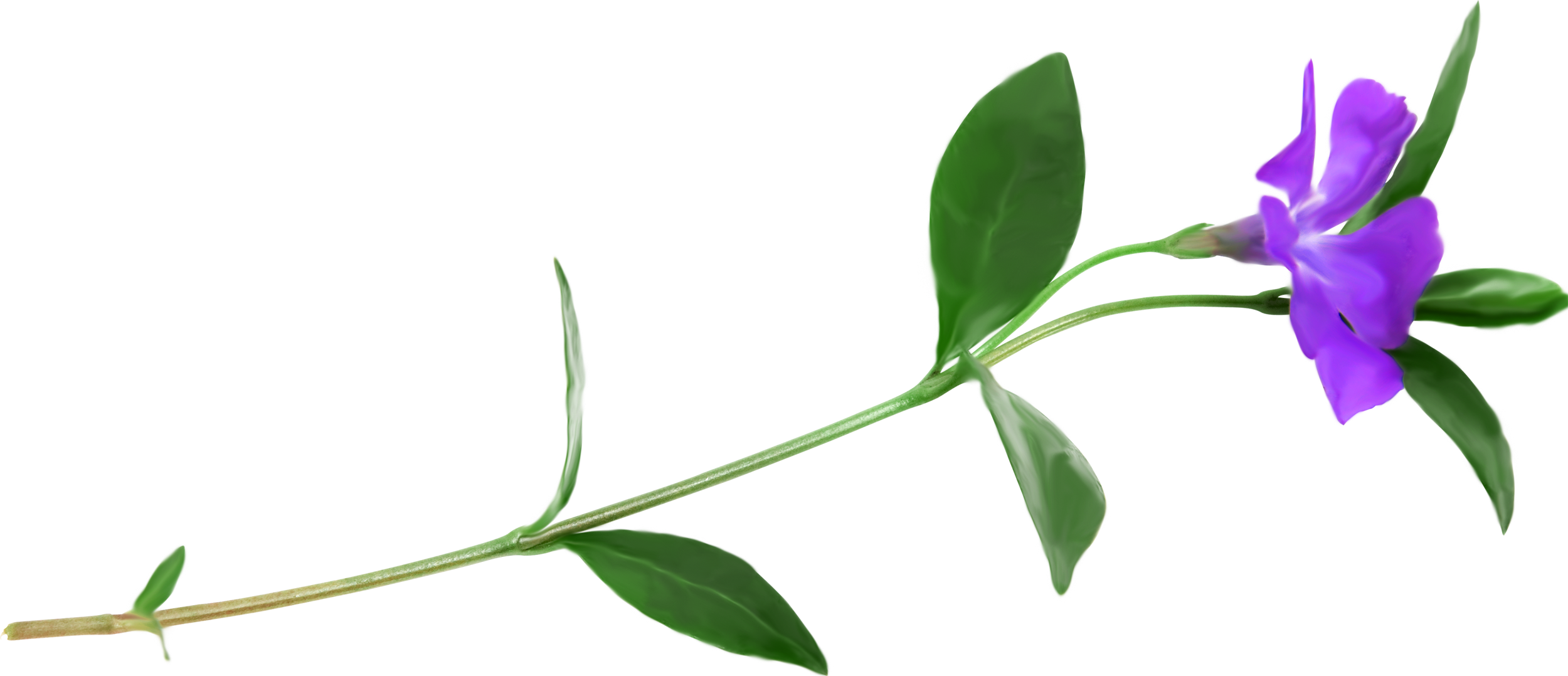 Petal Plant Stem Flower Clip Art - Periwinkle (2500x1078), Png Download