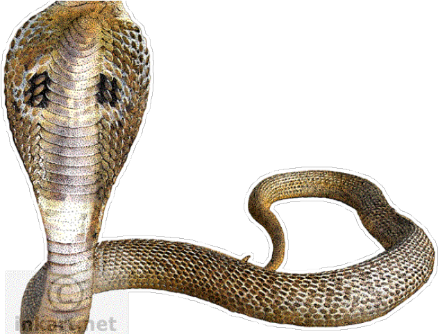 Snek Photo Hd Png (640x480), Png Download