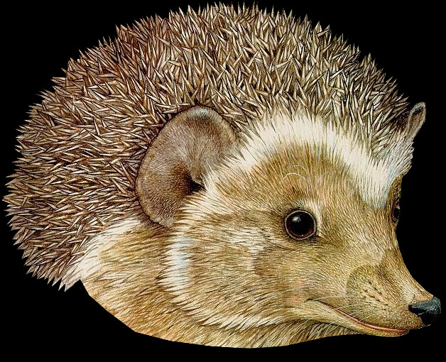 Complete Animal Free Png Collection, Free Pngs Has - Hat Hedgehog (628x510), Png Download
