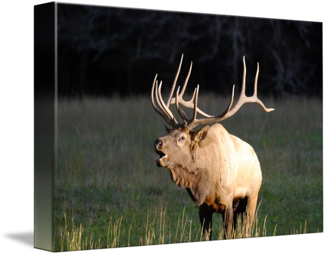 Picture Free Library Bugling By Warren Price - Great Smoky Mountains (650x506), Png Download