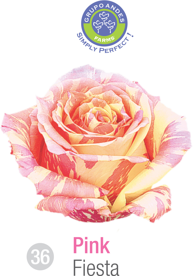 Rosa Variedad Fiesta Grupo Andes Farms - Variedad De Rosa Salma (800x1125), Png Download