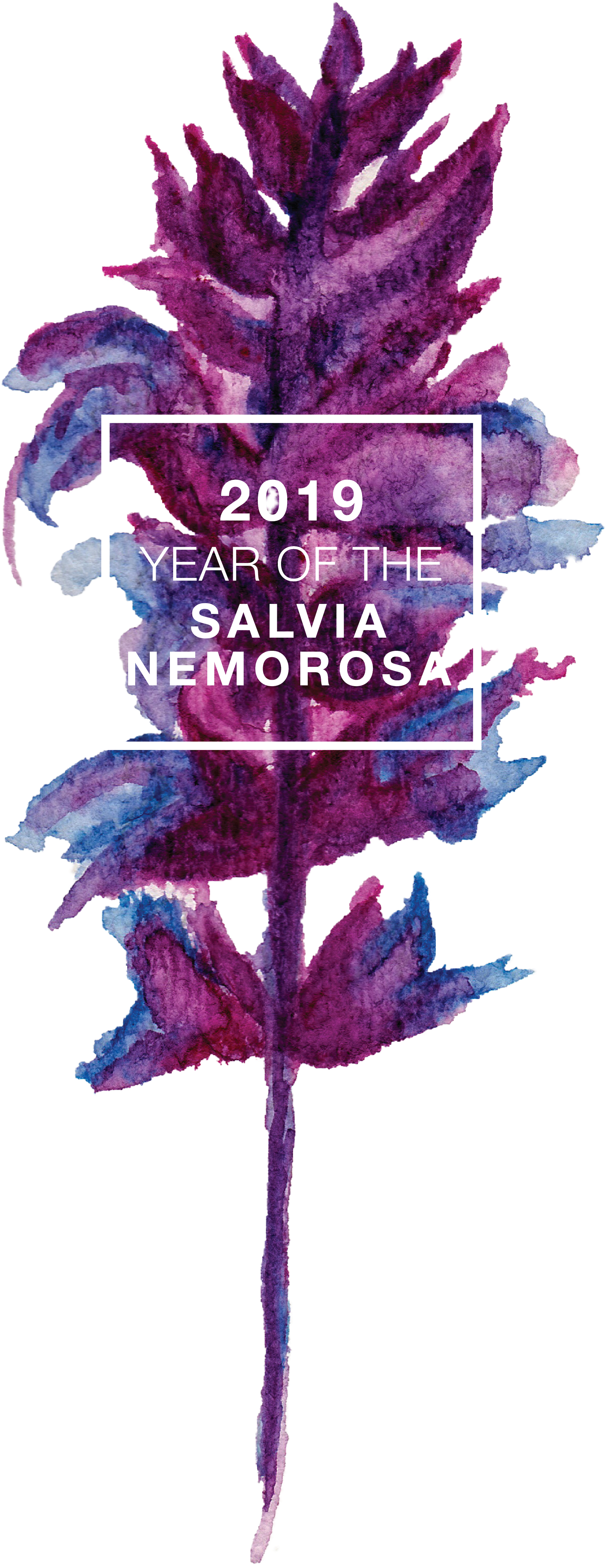 Click Here To Download The Year Of The Salvia Logo - Getting Ready For 2019 (3301x5101), Png Download