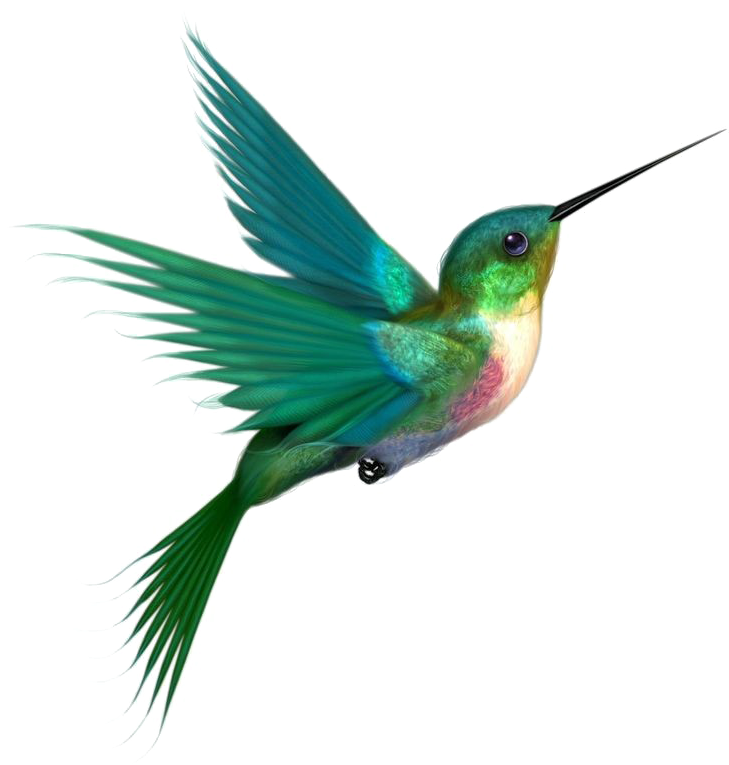 Multicolored Bird Png Picture - Hummingbird Png (736x767), Png Download