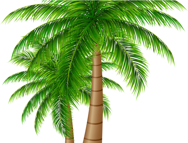 Palm Tree (640x480), Png Download