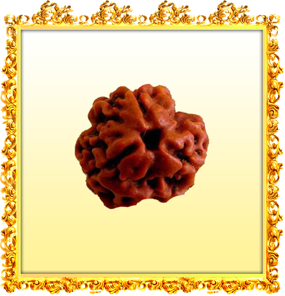 Buy 3 Mukhi Rudraksha Online - Trimukhi Rudraksha Price (564x586), Png Download