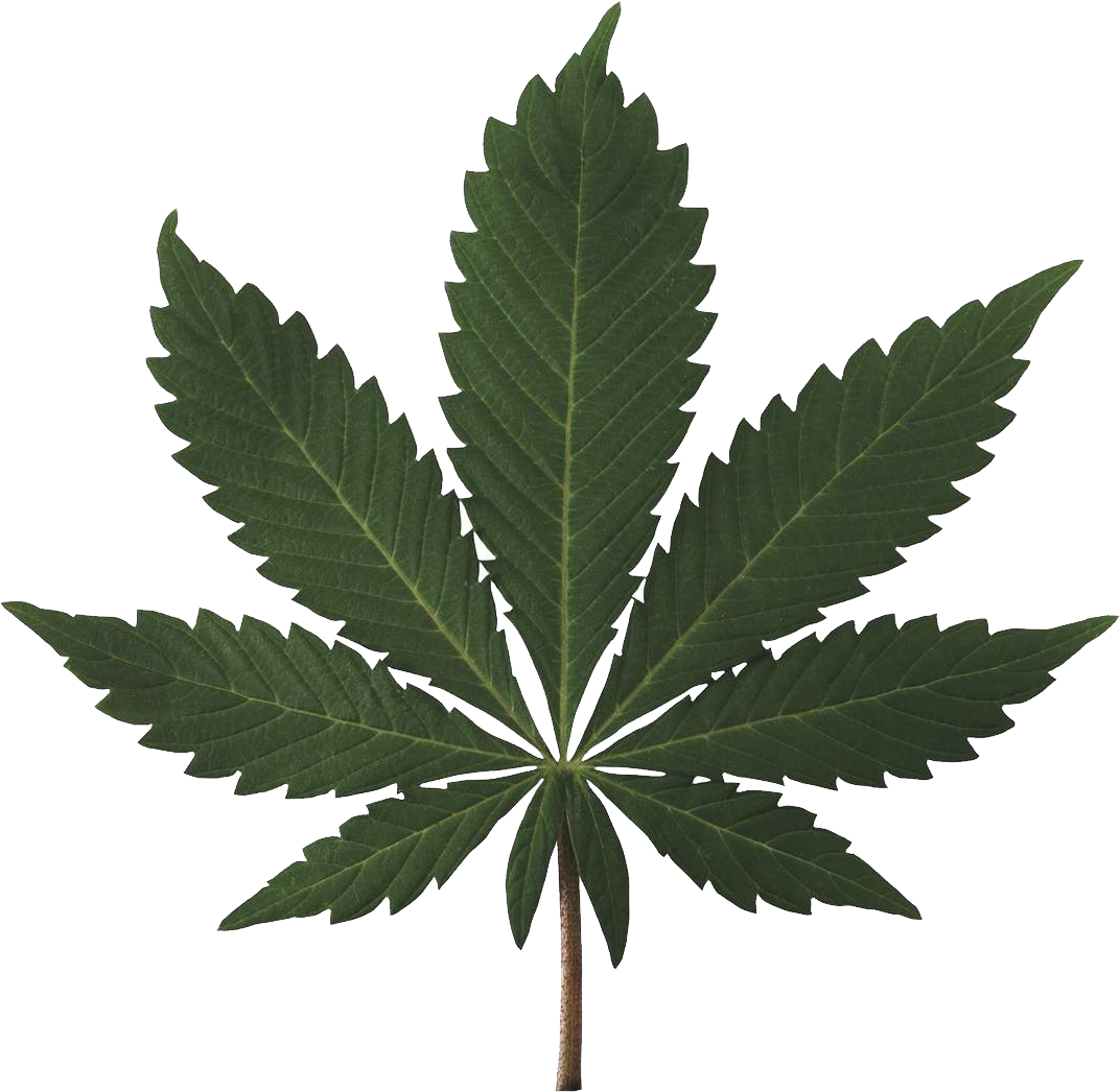 Cannabis Plant - High Resolution Marijuana Leaf (1072x1046), Png Download