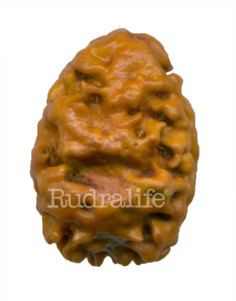 Two Mukhi - Custard-apple (600x600), Png Download