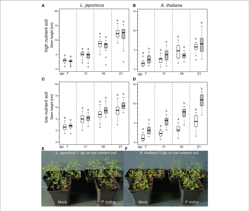 Effect Of P - Tree (850x719), Png Download