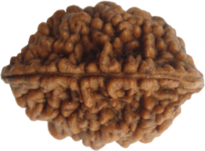 2 Mukhi - 2 Mukhi Rudraksha Pendant (740x568), Png Download