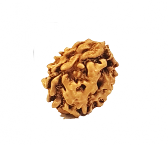 The Ruling Deity Of This Rudraksha Is Lord Ardha Nareeshwar - Lasagnette (700x850), Png Download