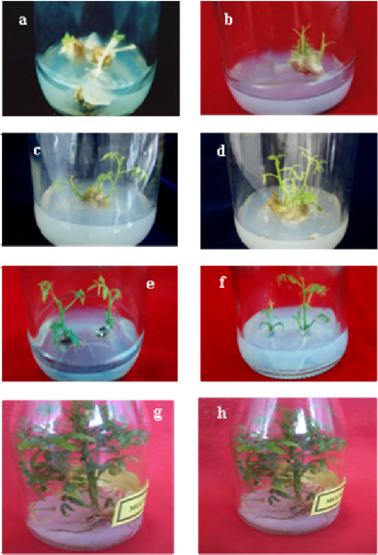 Plant Regeneration In A - Serveware (768x1126), Png Download