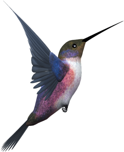 Hummingbird Png, Download Png Image With Transparent - Flying Birds Bird Png (800x606), Png Download