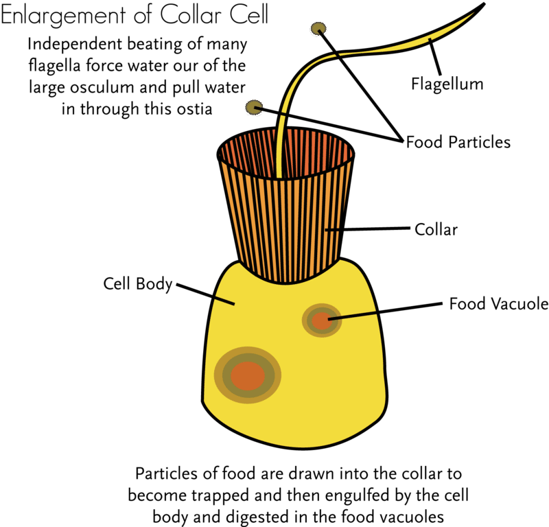 800 X 768 0 - Structure Of A Collar Cell (800x768), Png Download