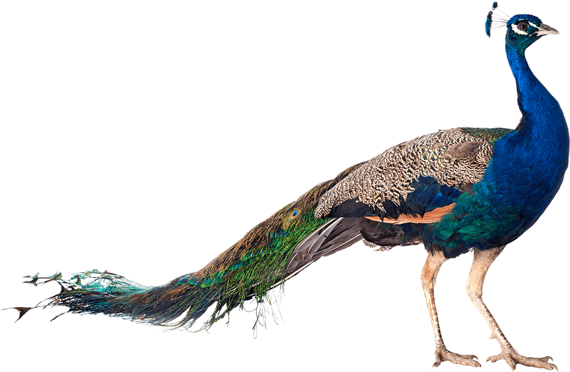 #1 In Robb Report's 2018 Best Of The Best - Peacock Bird With Name (1286x860), Png Download