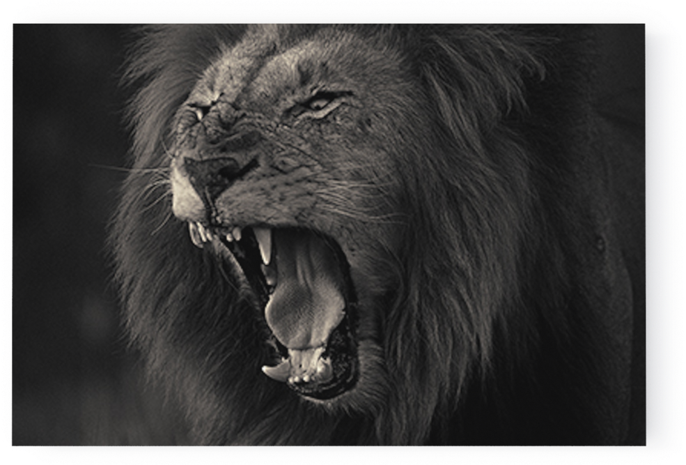 Photo Kruger Lion - Wildlife Photography (1000x666), Png Download